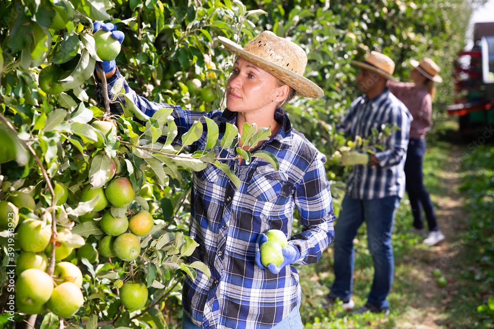 Positive female farm worker gathering ripe fruits at apples orchard