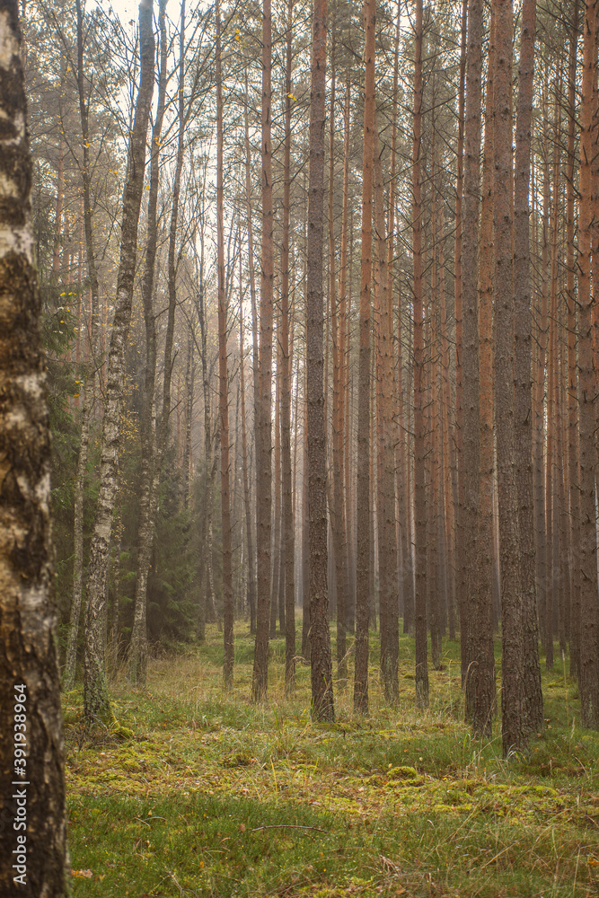 Fototapeta premium Warm autumnal colors in a pine forest. Cloudy October day in Masurian region, Poland. Warm pastel colors of flora. Selective focus on the tree trunks, blurred background.