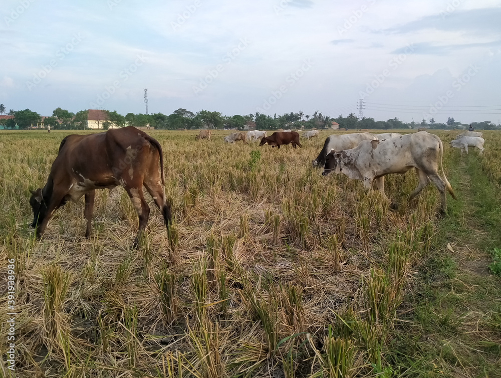 cows eating grass on the field cows eating grass on the field