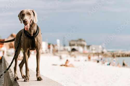 Dog out for a walk by the beach photo