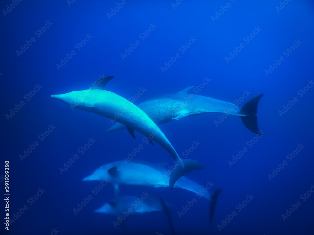 spinner dolphins play in deep blue water while diving