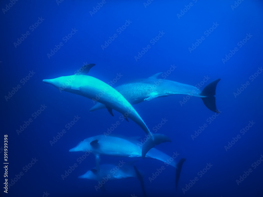 spinner dolphins play in deep blue water while diving spinner dolphins play in deep blue water while diving