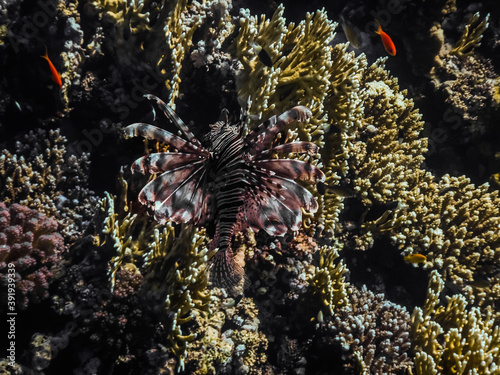red lionfish flows over corals in egypt