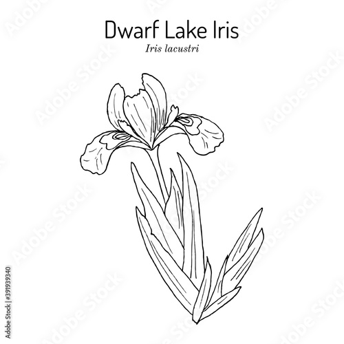 Dwarf lake iris Iris lacustris , state flower of Michigan