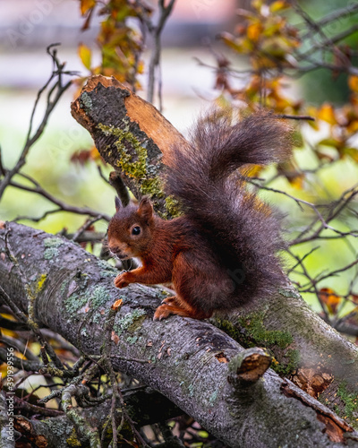 Squirrel on a branch