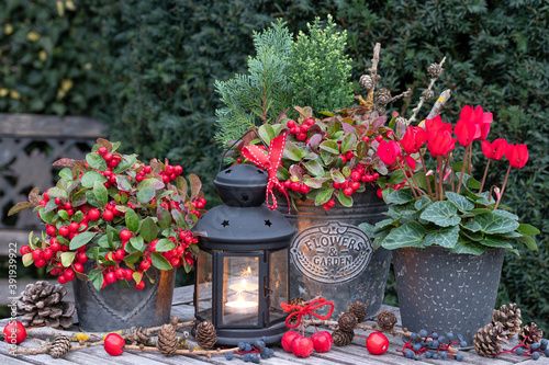 Winter-Gartendekoration mit rotem Alpenveilchen, Scheinbeere and vintage Laterne photo