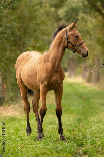 Portrait of buckskin foal, the horse with halter stands in the forest. Autumn sun