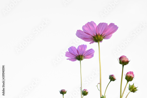 pink cosmos flower with clipping paths