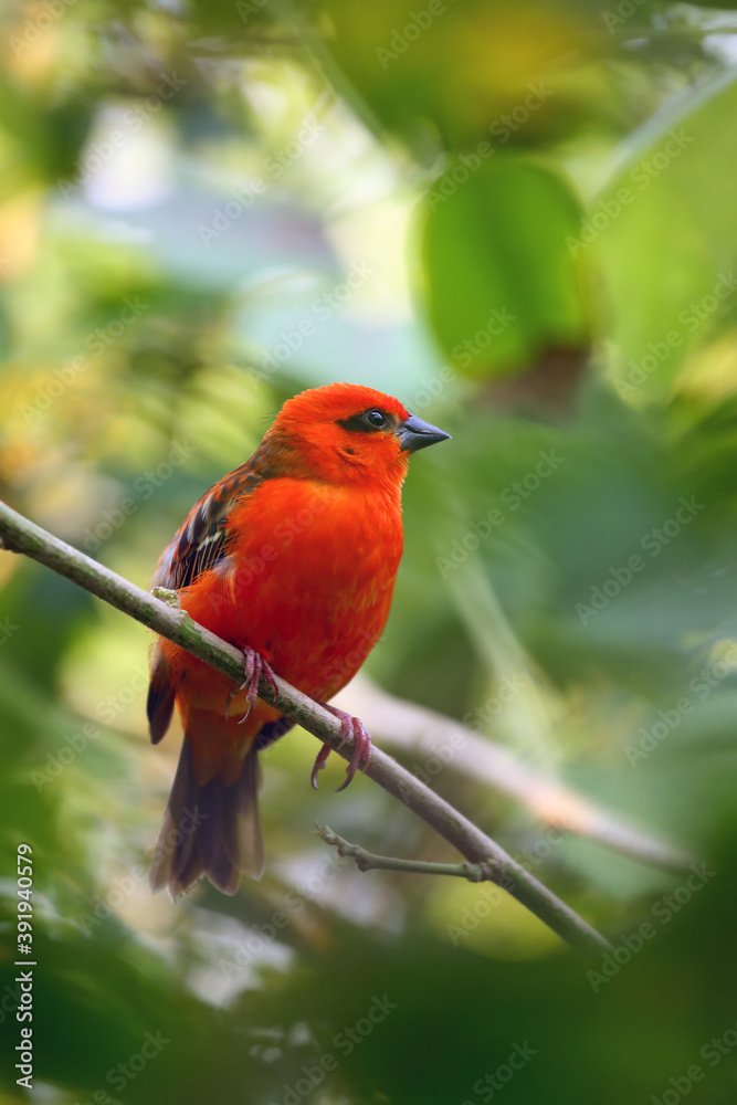 Obraz premium The red fody (Foudia madagascariensis) seated on the branch with green background. A red weaver from the African islands sits in a dense green bush.