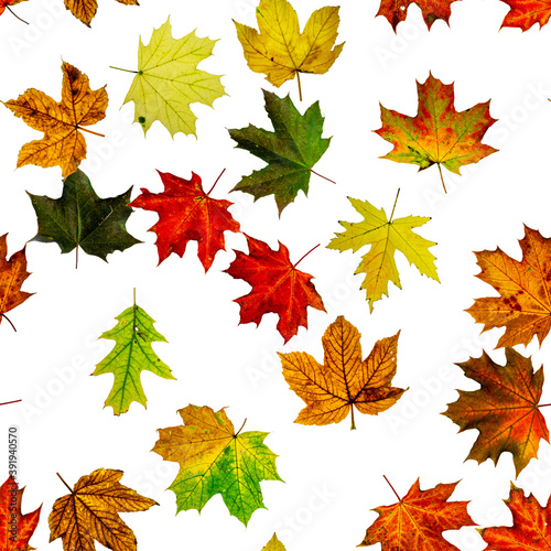 Fall leaf background. Season leaves fall background. Autumn yellow red, orange leaf isolated on white seamless pattern. Colorful maple foliage.