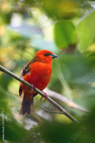 The red fody (Foudia madagascariensis) seated on the branch with green background. A red weaver from the African islands sits in a dense green bush.