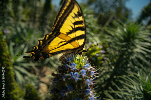 Tiger Swallowtail Butterfly