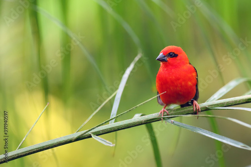The red fody (Foudia madagascariensis) seated on the branch with green background. A red weaver from the African islands sits in a dense green bush.