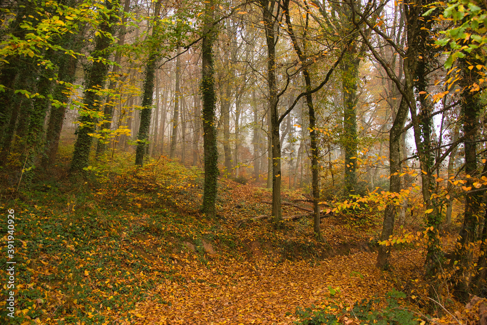 Herbstwald im Schwarzwald bei Nebelstimmung