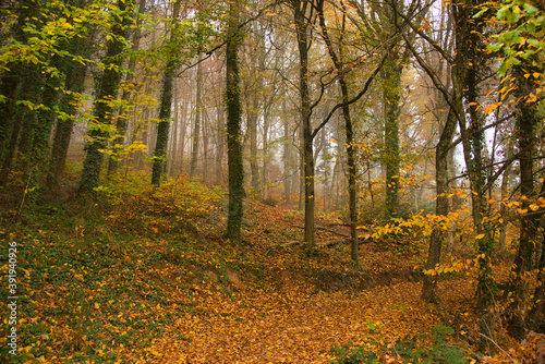 Herbstwald im Schwarzwald bei Nebelstimmung © Tanja Voigt 