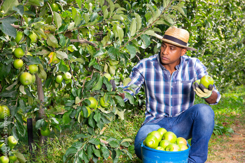 Positive male worker gathering ripe fruits at apples orchard