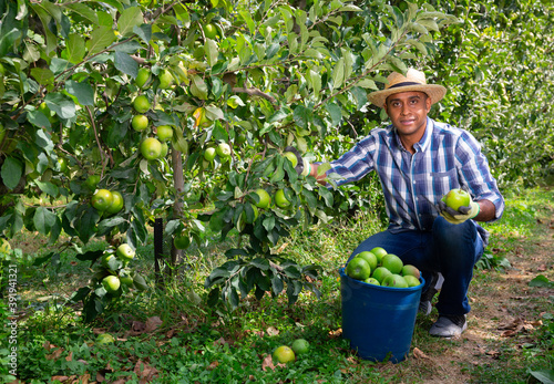 Portrait of latino man harvesting apples on .plantation