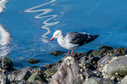 Dolphin Gull (Leucophaeus scoresbii) in Ushuaia area, Land of Fire (Tierra del Fuego), Argentina photo