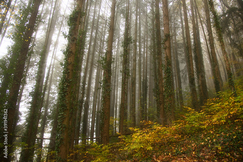 Fototapeta Naklejka Na Ścianę i Meble -  Herbstwald im Schwarzwald bei Nebelstimmung
