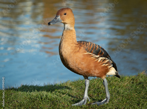 A portrait of a fulvous whistling duck standing on the grass by the side of the water photo