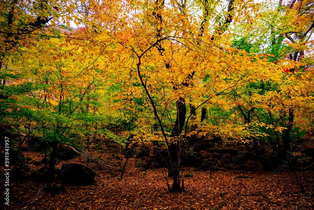 男池湧水群の紅葉