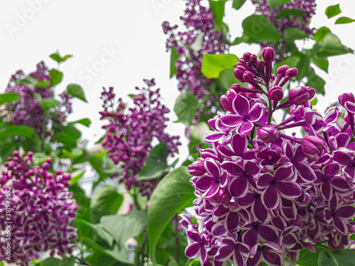 Blooming lilac. Spring purple lilac flowers on white background. Copy space for text. Hungarian lilac variety. Syringa vulgaris Sensation photo