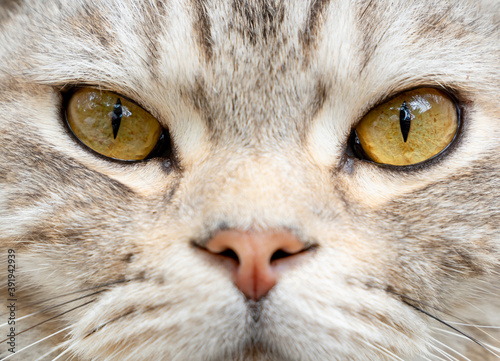 Close up beautiful yellow eyes of tabby cat as background