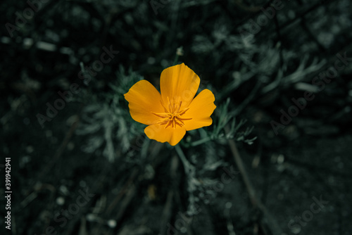 Orange California Poppy