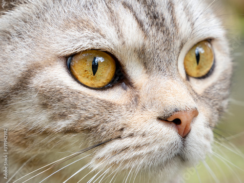 Close up beautiful yellow eyes of tabby cat as background