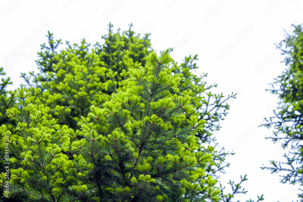 Fototapeta premium Natural background from young spruce branches. Fluffy greens conifers