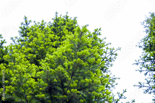 Natural background from young spruce branches. Fluffy greens conifers