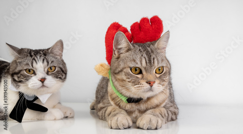 Cute tabby cat with beautiful yellow eyes wearing black bow tie  on white background. photo