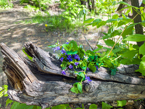 Romantic still life. Bunch of blue wildflowers on tree stump in forest
