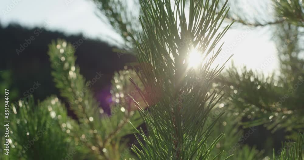 Pine Branch Against Sunlight in Forest Pine Branch Against Sunlight in Forest