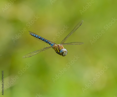 dragonfly migrant hawker (Aeshna mixta) in flight photo