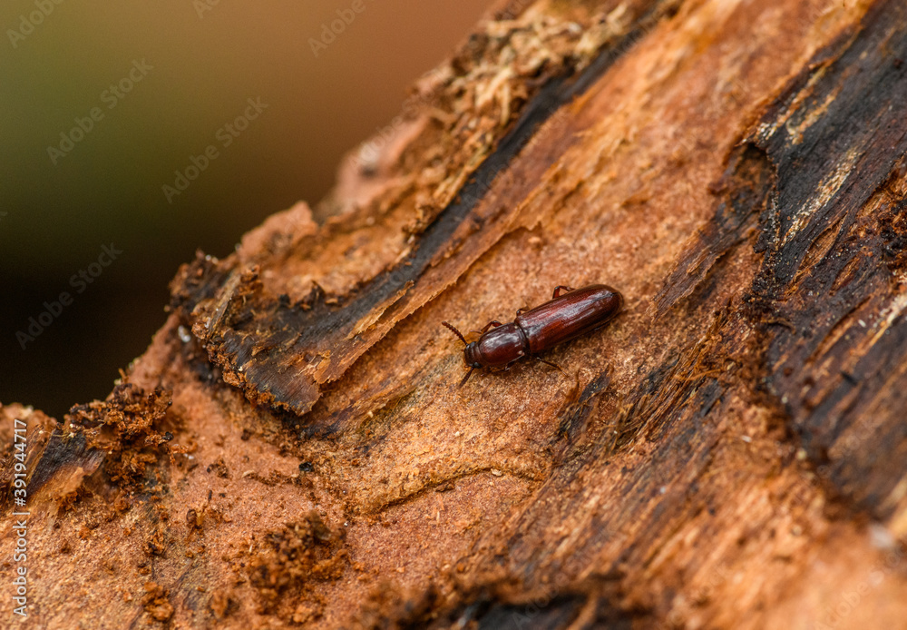 European spruce bark beetle (Ips typographus) on damaged wood with its corridors European spruce bark beetle (Ips typographus) on damaged wood with its corridors