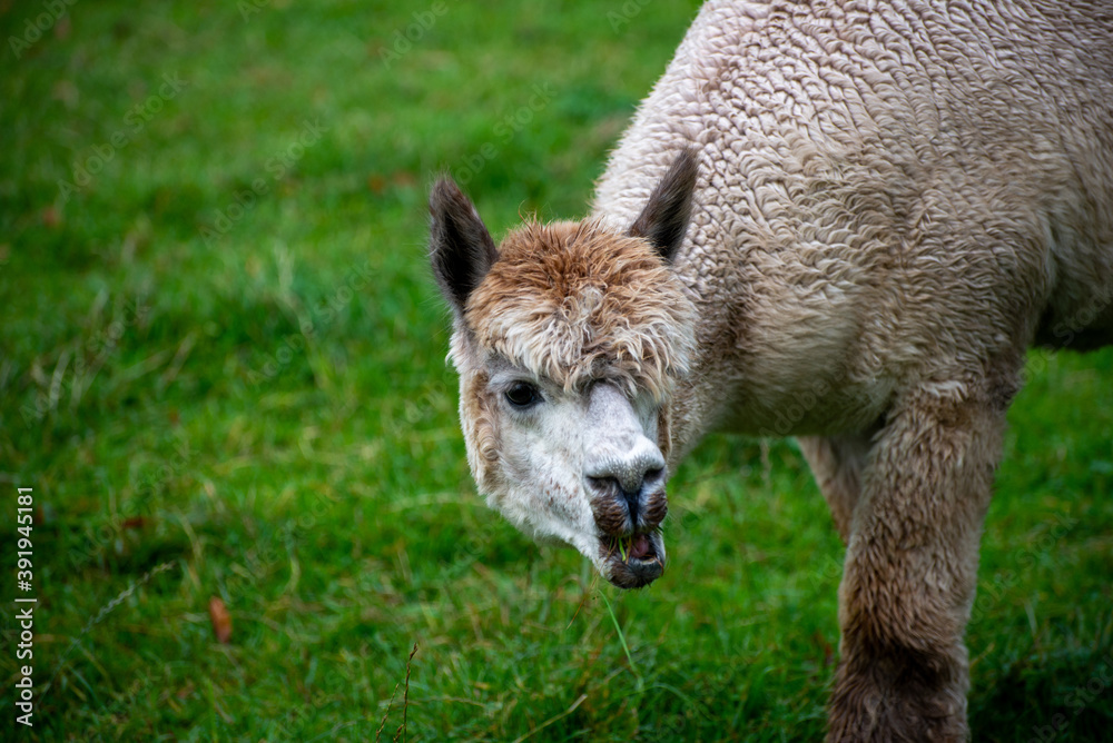 Fototapeta premium Alpaca's pasture - Farm in Canada, British Columbia