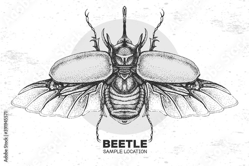 Realistic hand drawing rhinoceros beetle. Artistic Bug. Entomological vector illustration