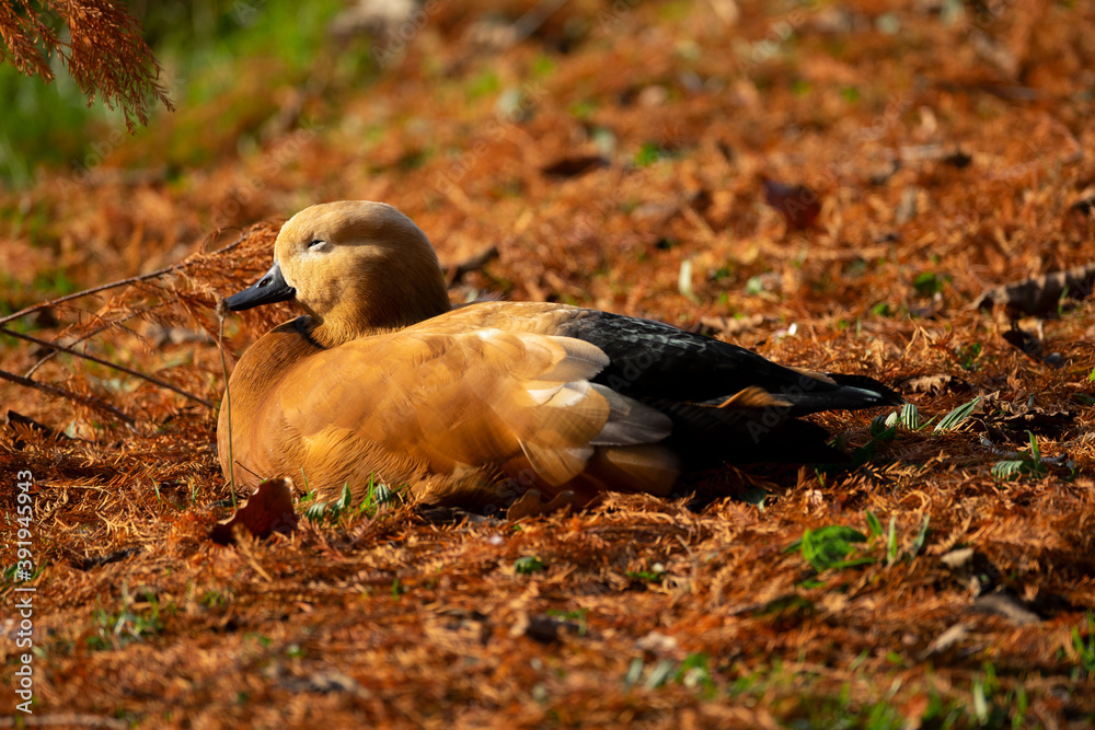 Gans-Rostgans