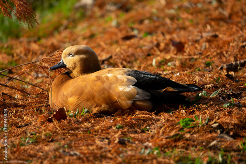 Obraz na płótnie Gans-Rostgans w salonie