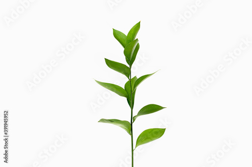 Ruscus branch with fresh green leaves on white background photo