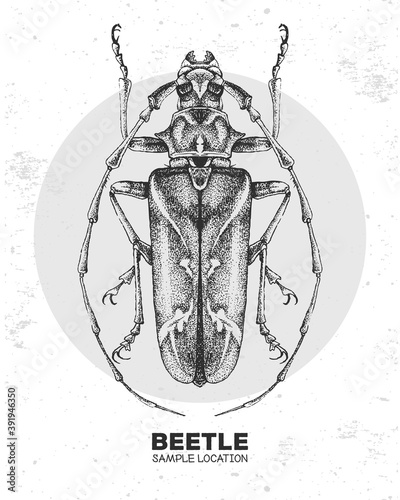 Realistic hand drawing longhorn beetle. Artistic Bug. Entomological vector illustration