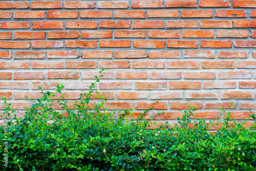 Red Brick wall and green leaves