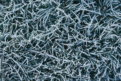 Winter morning ice and frost on the grass top view. Frost background 