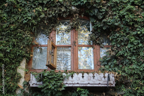 old beautiful window in the house in the green foliage of a bindweed