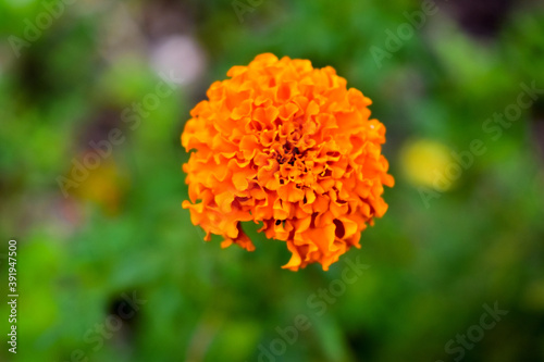 Mexican marigold flower in yellow color with green leaves all around