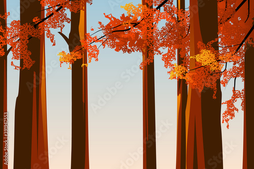 Autumn landscape, tall tress with colorful leaves