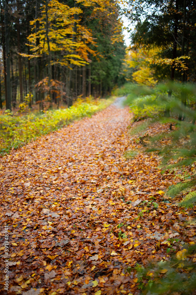 Herbst Laub weg Wanderung Herbst Laub weg Wanderung