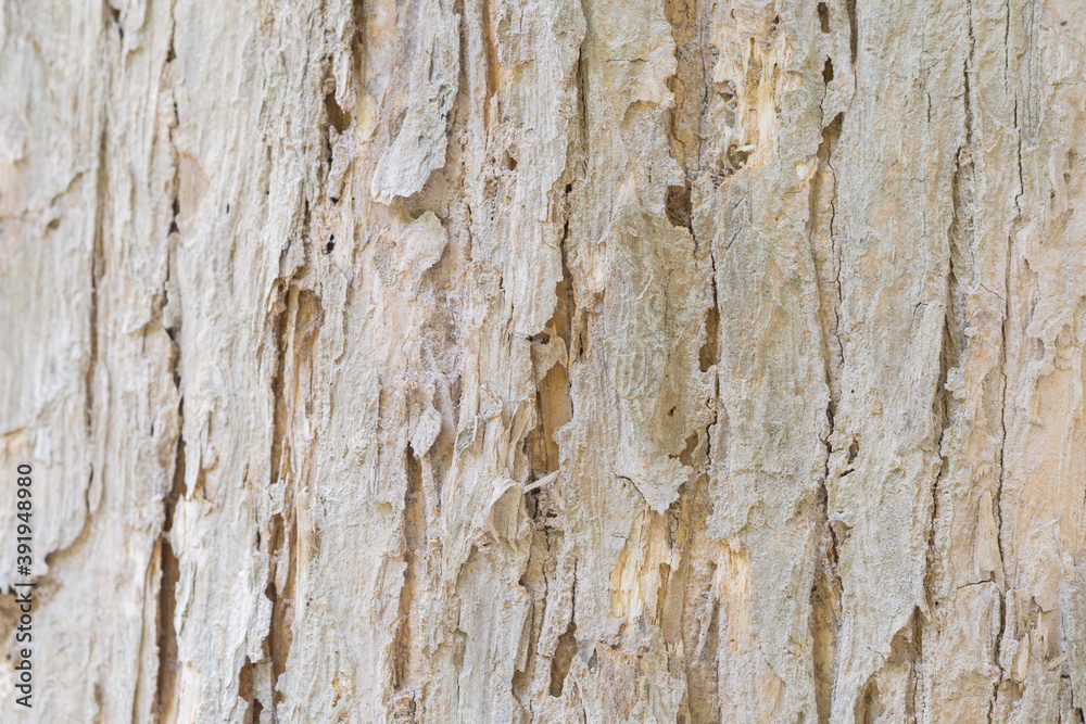 Teak tree bark texture fine quality wood	