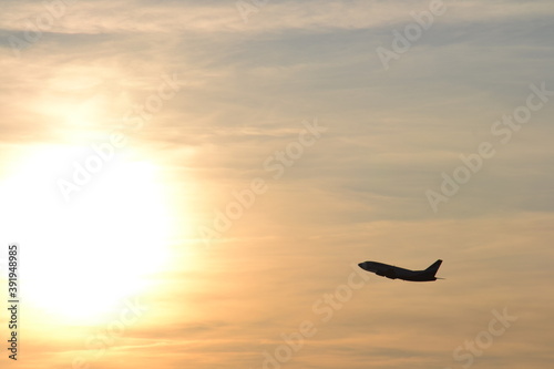 seagull on sunset